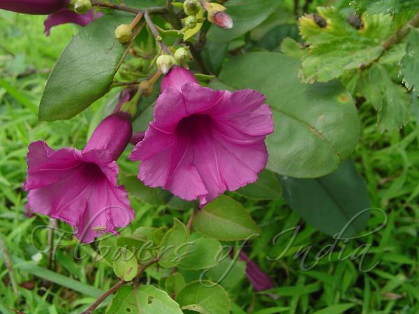 Purple Morning Glory